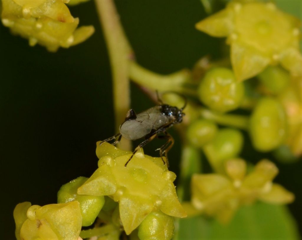 Apanteles sp.?